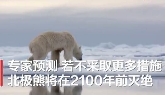 北极熊|北极熊或在2100年灭绝？全球变暖致海冰破裂消亡 难以觅食喂养幼仔北极熊将在2100年灭绝