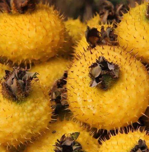 水果营养|水果营养排行榜：维C含量最高的水果竟然不是橙子，而是……