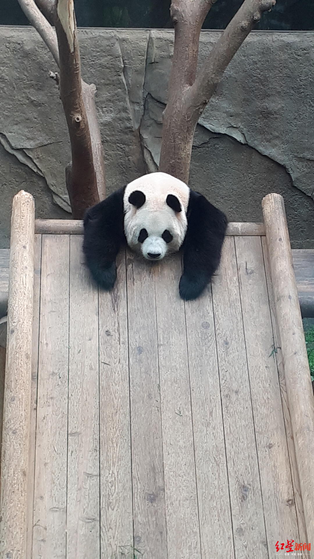 大熊猫|超萌!首只在韩国诞生的大熊猫幼仔来了,系今年海外出生的第二只