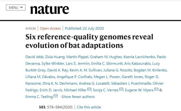 蝙蝠|蝙蝠如何扛住新冠等“多重夹击”？科学家破译了它的基因