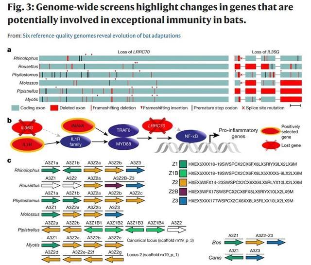 蝙蝠|蝙蝠如何扛住新冠等“多重夹击”？科学家破译了它的基因