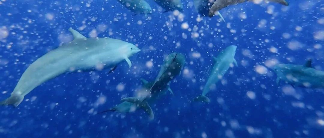 海南日报|中国驻美大使馆:因美方煽动仇视,近期已不止一次收到安全威胁!