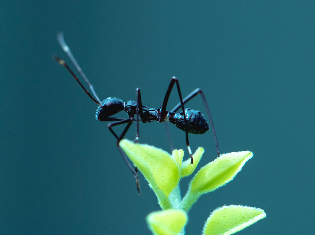 科学|想要摔死一只蚂蚁，需要多高才行？多高恐怕都不行