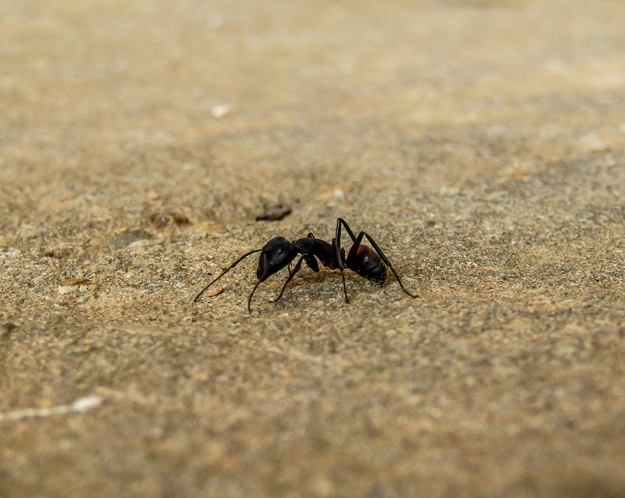 科学|想要摔死一只蚂蚁，需要多高才行？多高恐怕都不行