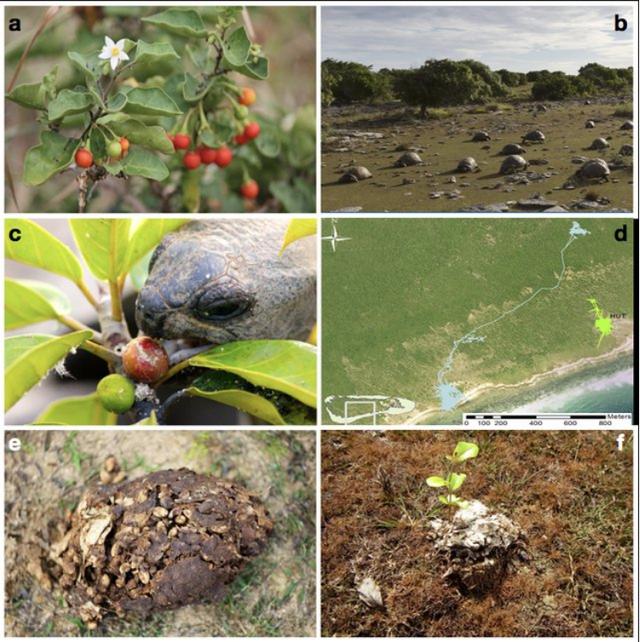 水果|为了不让你吐籽，水果有多努力？