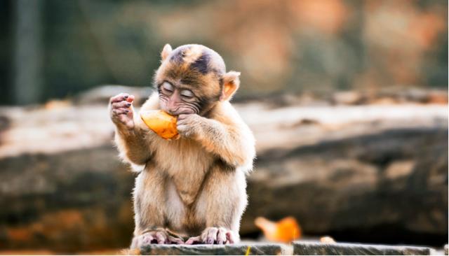 水果|为了不让你吐籽，水果有多努力？