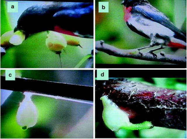 水果|为了不让你吐籽,水果有多努力?