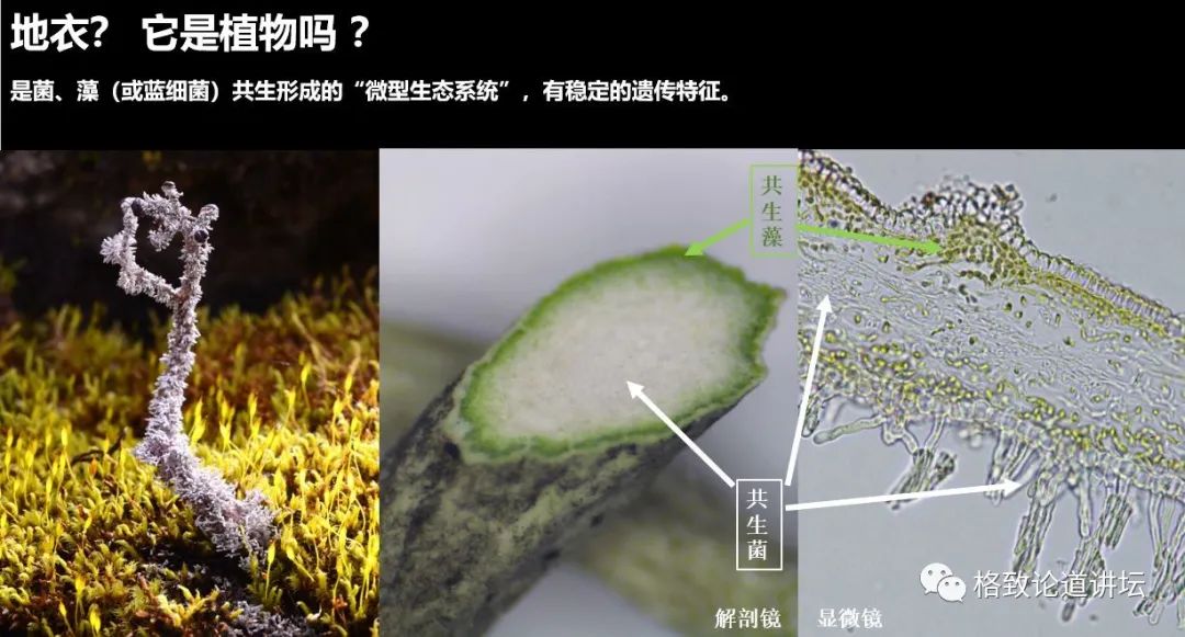 植物|人类未来移民火星，先遣队可能是这种不起眼的生物