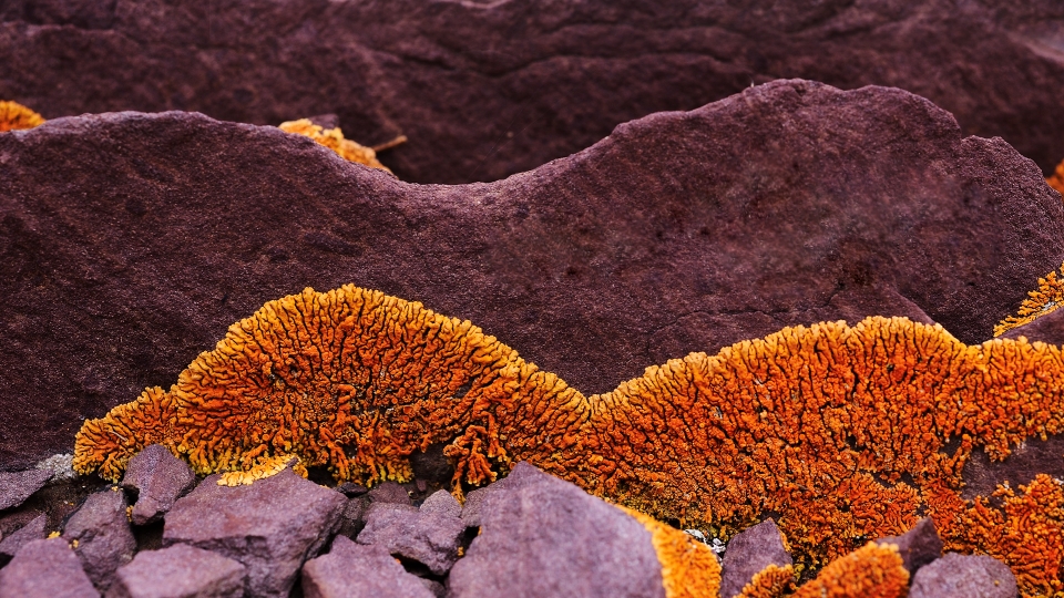 植物|人类未来移民火星，先遣队可能是这种不起眼的生物