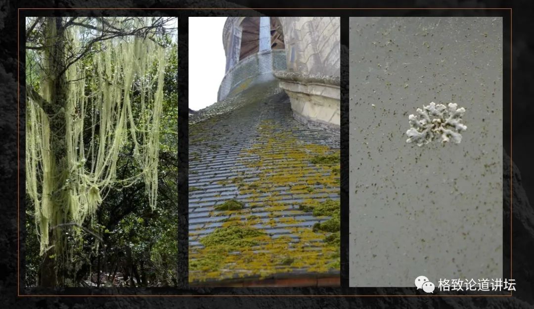 植物|人类未来移民火星，先遣队可能是这种不起眼的生物