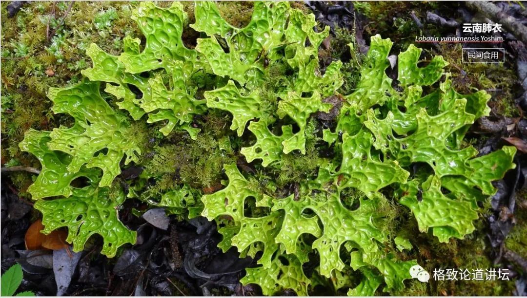 植物|人类未来移民火星，先遣队可能是这种不起眼的生物