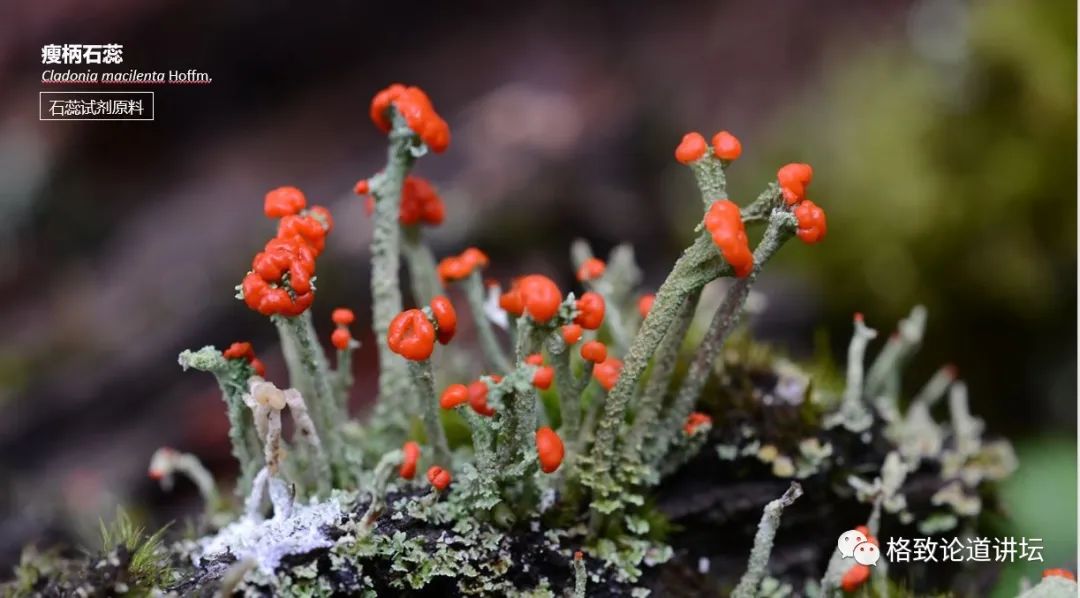 植物|人类未来移民火星，先遣队可能是这种不起眼的生物