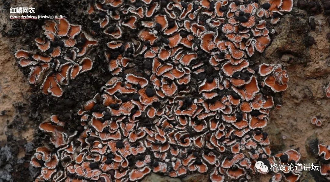 植物|人类未来移民火星，先遣队可能是这种不起眼的生物