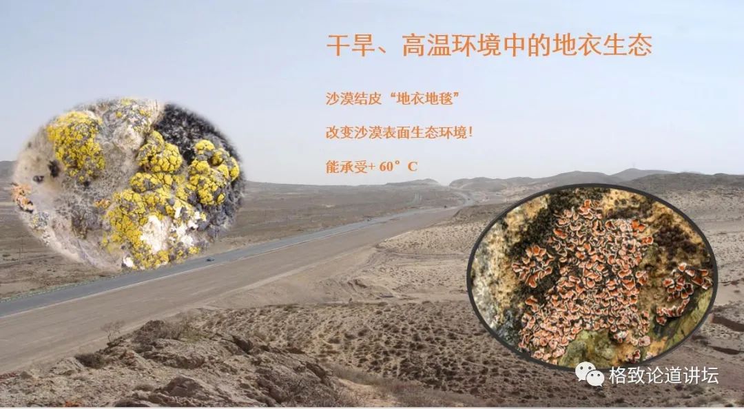 植物|人类未来移民火星，先遣队可能是这种不起眼的生物