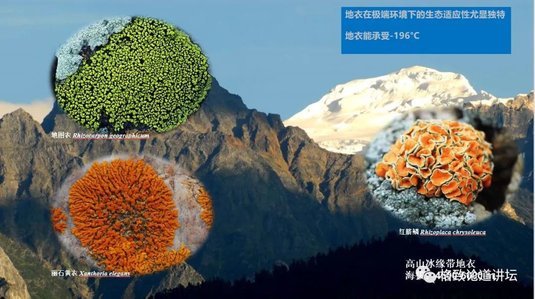 植物|人类未来移民火星，先遣队可能是这种不起眼的生物