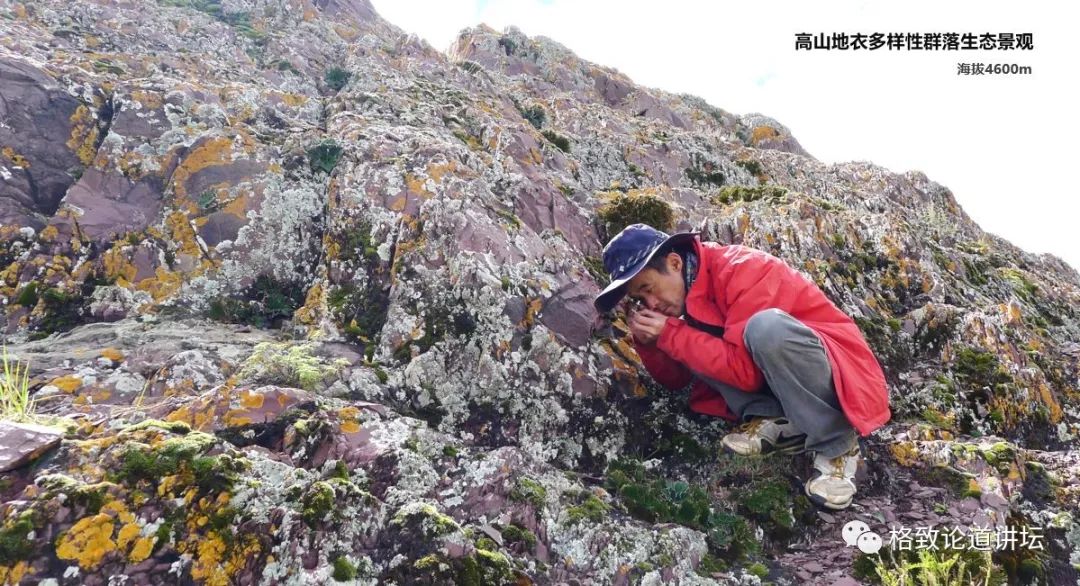植物|人类未来移民火星，先遣队可能是这种不起眼的生物