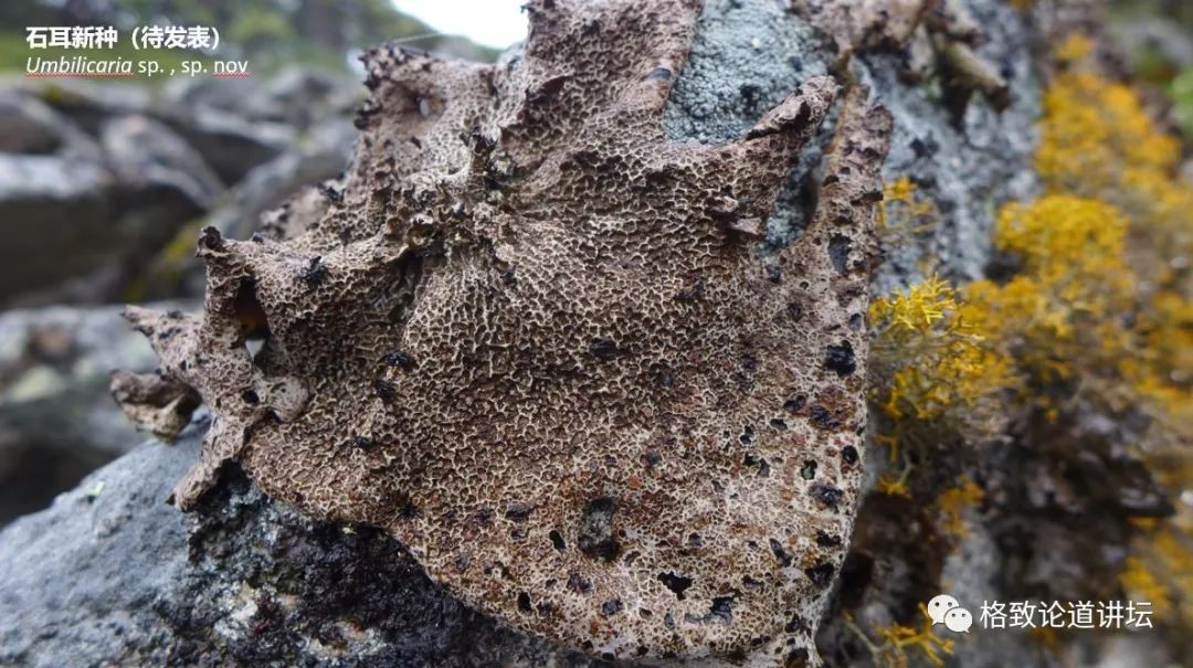 植物|人类未来移民火星，先遣队可能是这种不起眼的生物