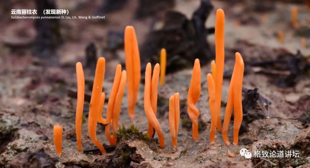 植物|人类未来移民火星，先遣队可能是这种不起眼的生物