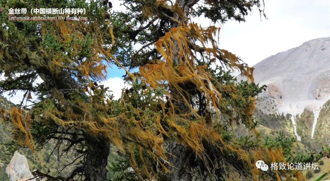 植物|人类未来移民火星,先遣队可能是这种不起眼的生物