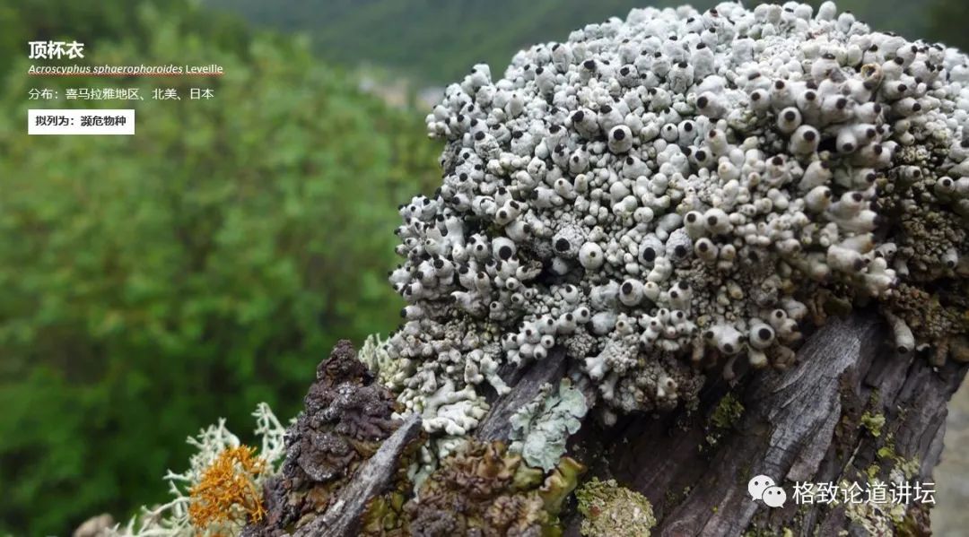 植物|人类未来移民火星,先遣队可能是这种不起眼的生物