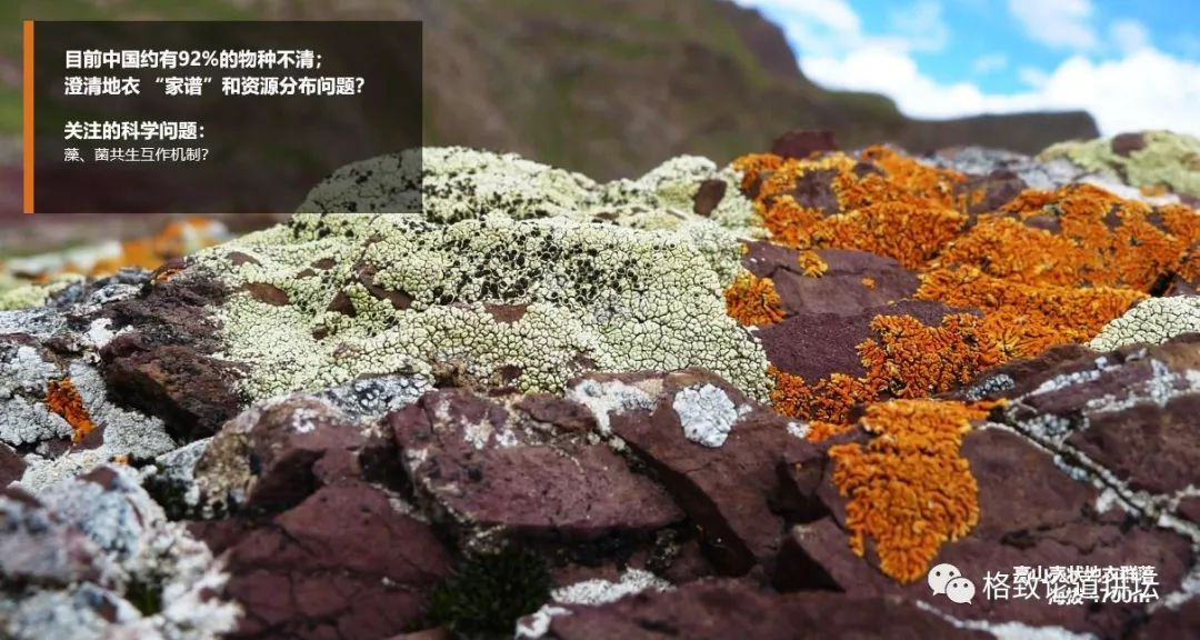 植物|人类未来移民火星,先遣队可能是这种不起眼的生物