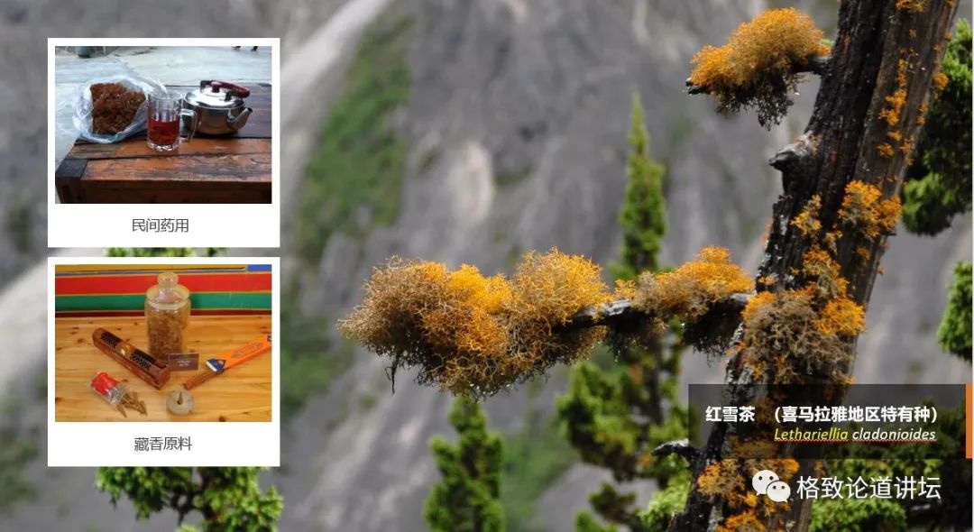 植物|人类未来移民火星,先遣队可能是这种不起眼的生物