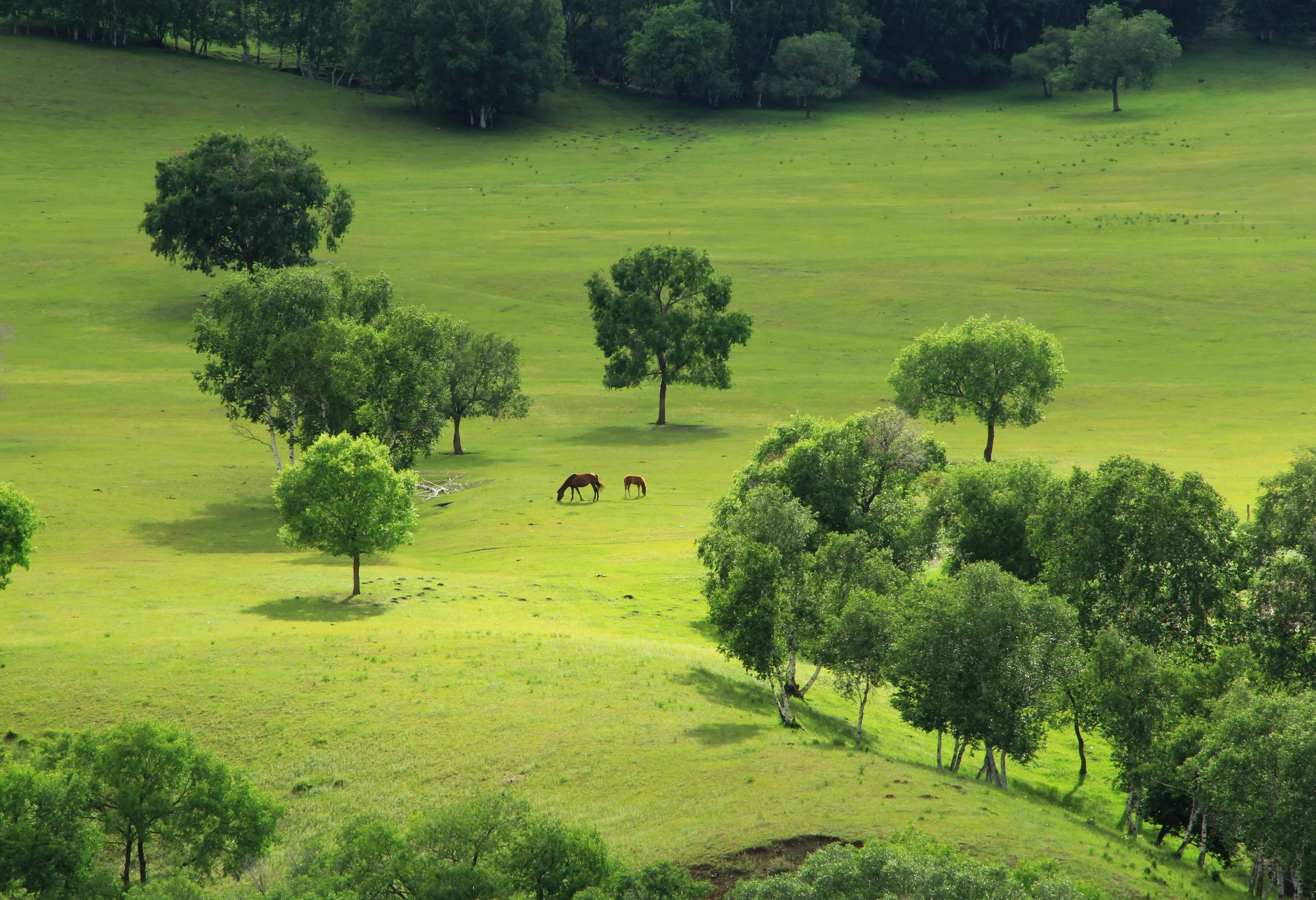草原上有种美丽的花花漂亮却有毒