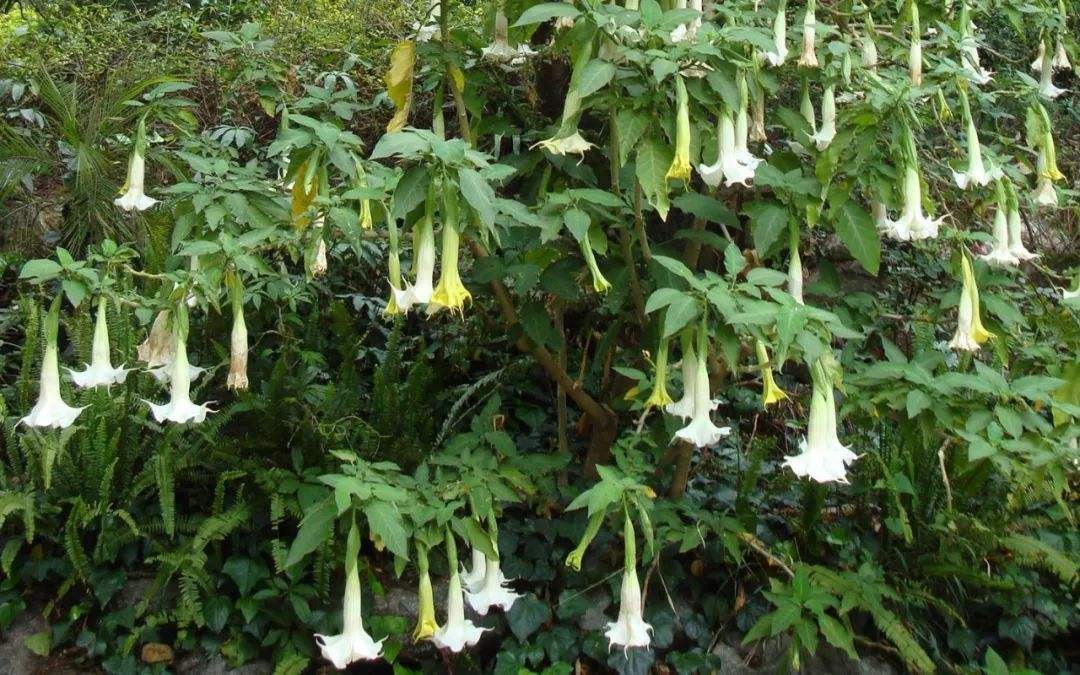 植物|曼陀罗有毒，为什么农村屋前屋后还有很多人种？