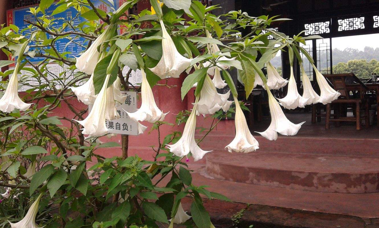 植物|曼陀罗有毒，为什么农村屋前屋后还有很多人种？