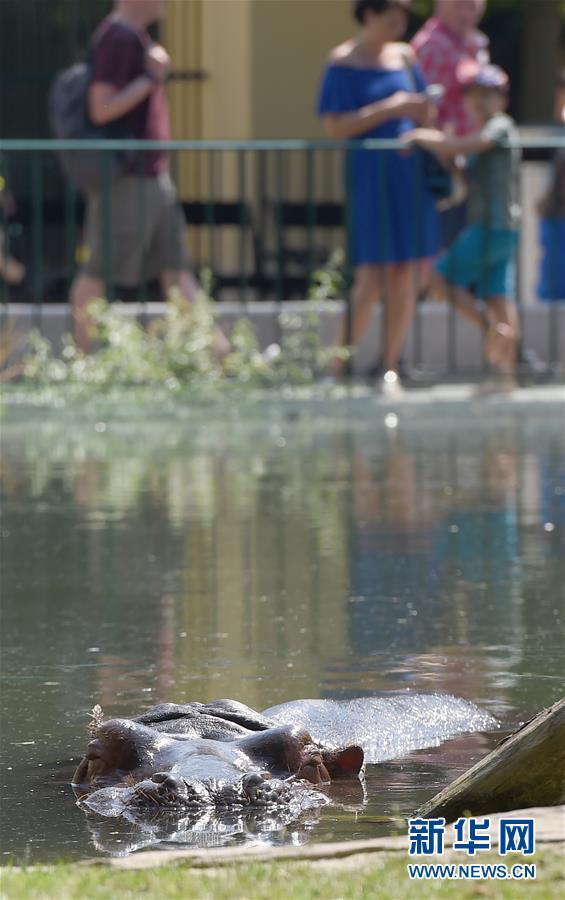 福州新闻网|维也纳：夏季里的美泉宫动物园