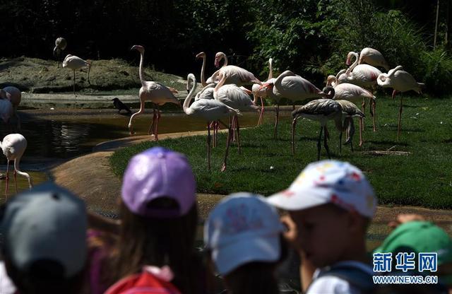 福州新闻网|维也纳：夏季里的美泉宫动物园