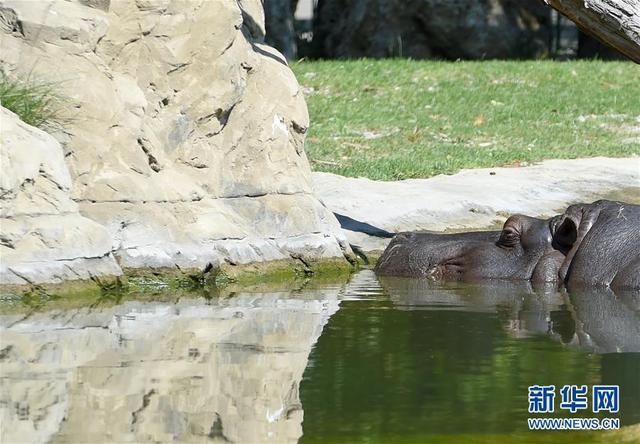 福州新闻网|维也纳：夏季里的美泉宫动物园