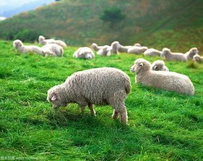 朊病毒|解读丨什么是痒病？