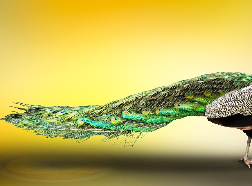 生物科学|进化是把双刃剑，有些生物就走入了进化的死胡同，徘徊于灭绝边缘