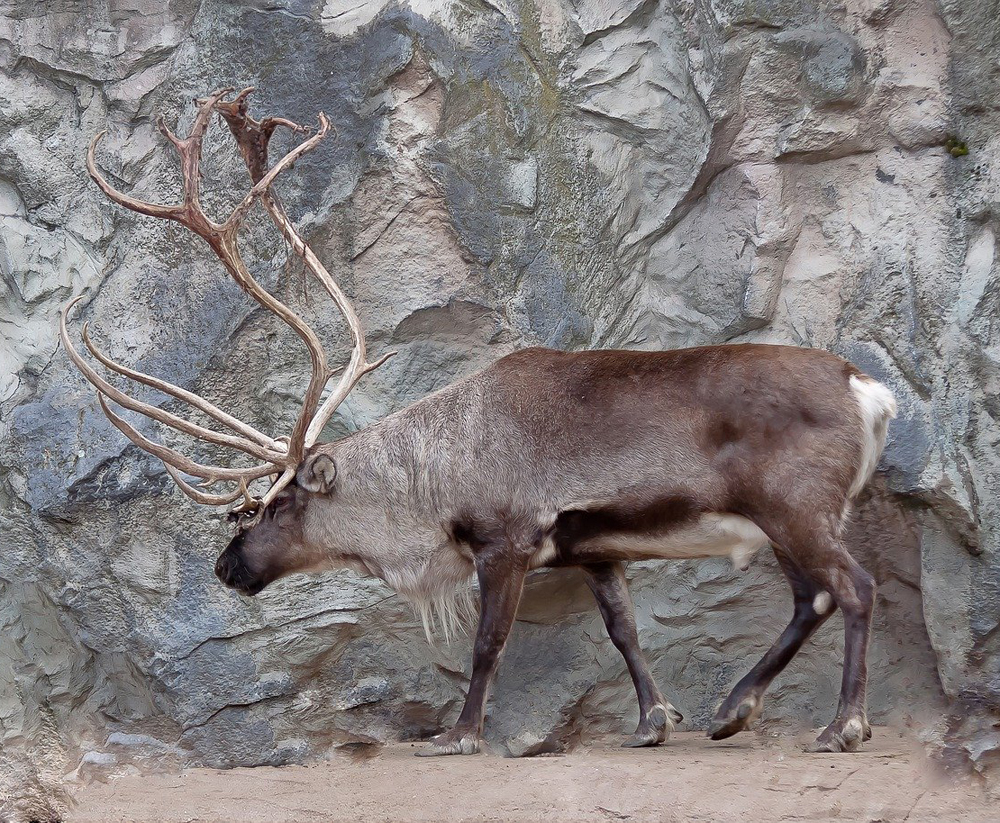 生物科学|进化是把双刃剑，有些生物就走入了进化的死胡同，徘徊于灭绝边缘