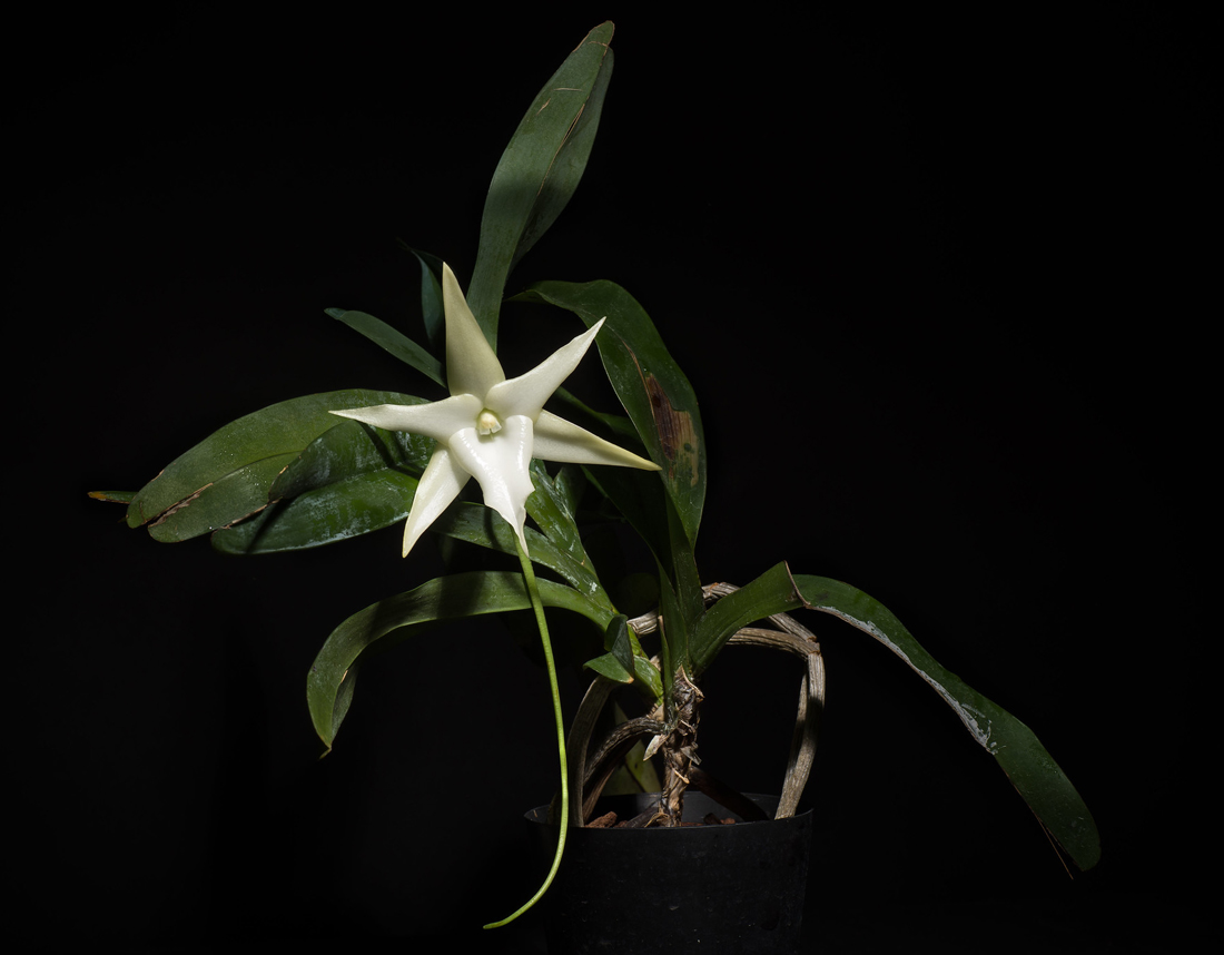 生物科学|进化是把双刃剑，有些生物就走入了进化的死胡同，徘徊于灭绝边缘