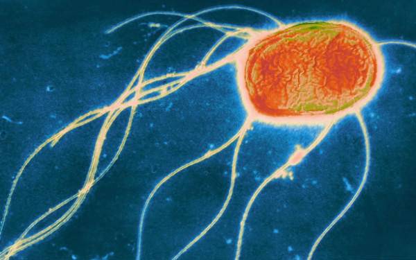 沙门氏菌|“开水冲鸡蛋”简单方便又有营养，为什么不建议这样吃？