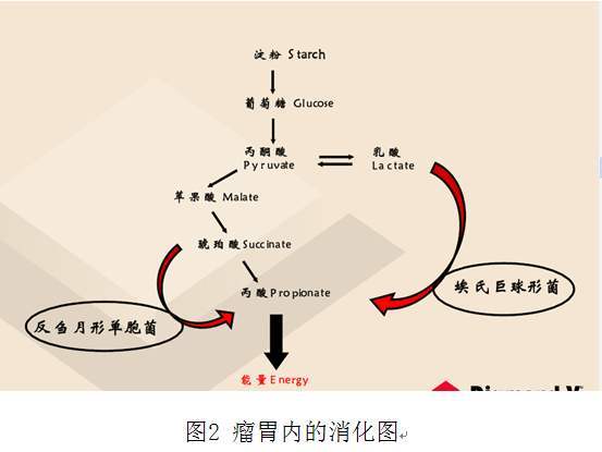科学|植物营养较低，为什么牛只吃草，却能拥有一身肌肉？