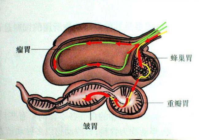 科学|植物营养较低，为什么牛只吃草，却能拥有一身肌肉？