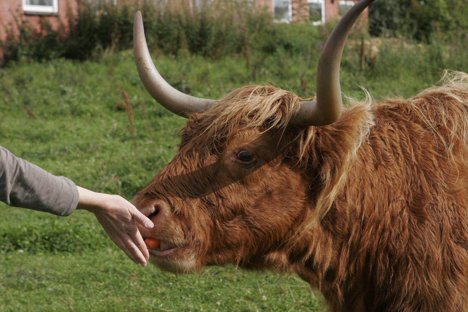 科学|植物营养较低，为什么牛只吃草，却能拥有一身肌肉？