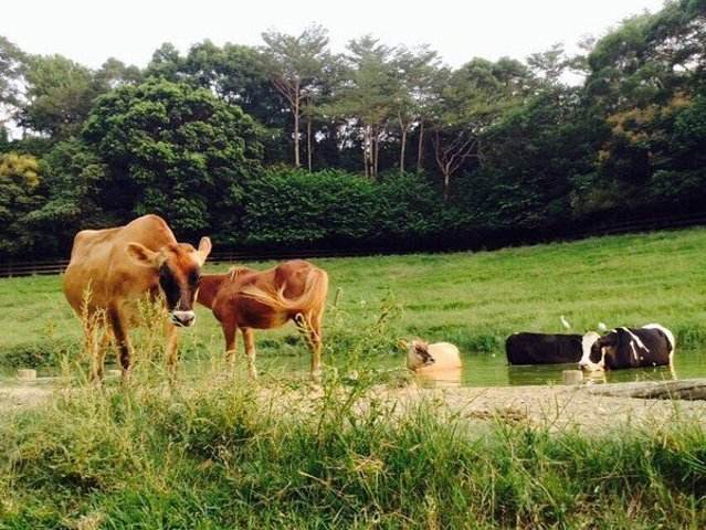科学|植物营养较低，为什么牛只吃草，却能拥有一身肌肉？