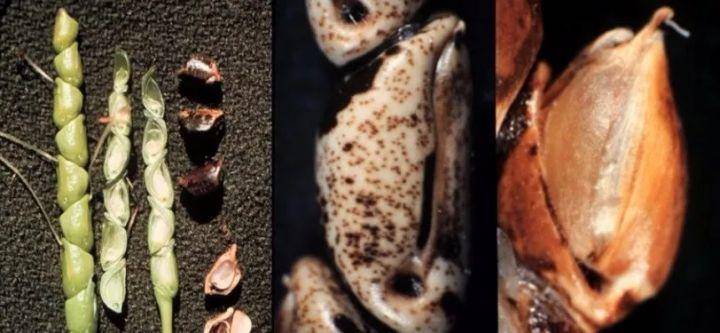 玉米|市面上的土豆越来越大，和膨大剂有没有关系？你会吃吗？