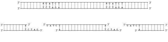 玉米|市面上的土豆越来越大，和膨大剂有没有关系？你会吃吗？