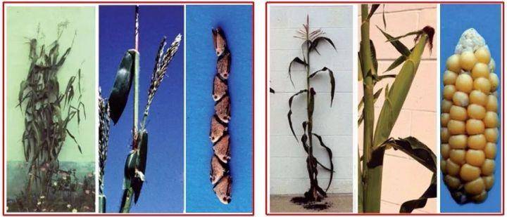 玉米|市面上的土豆越来越大，和膨大剂有没有关系？你会吃吗？