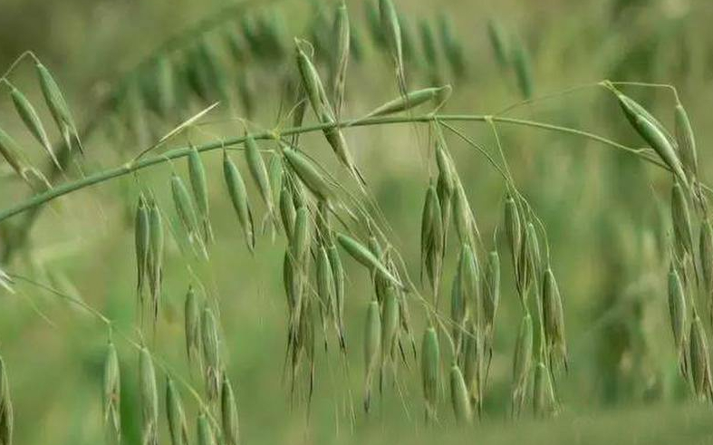 玉米|市面上的土豆越来越大，和膨大剂有没有关系？你会吃吗？