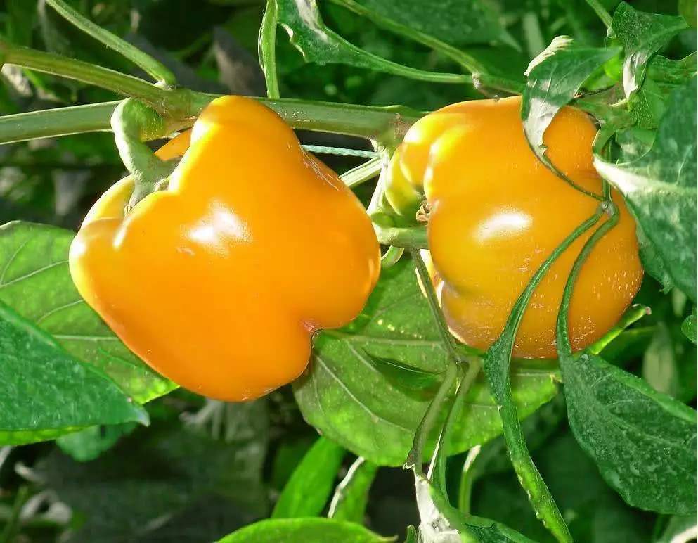 玉米|市面上的土豆越来越大，和膨大剂有没有关系？你会吃吗？