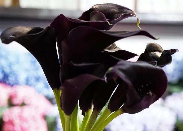 自然界不常见的黑色花远观不能亵玩非常高贵
