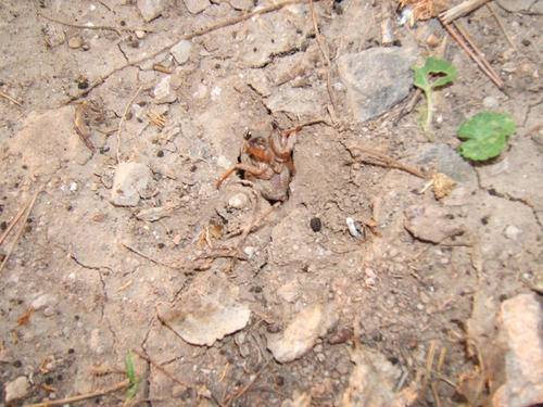 金蝉养殖|金蝉在地下如何感知黑夜，为什么它们到了晚上才爬出来？