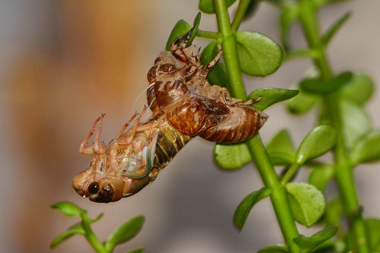金蝉养殖|金蝉在地下如何感知黑夜，为什么它们到了晚上才爬出来？