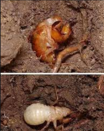 金蝉养殖|金蝉在地下如何感知黑夜，为什么它们到了晚上才爬出来？